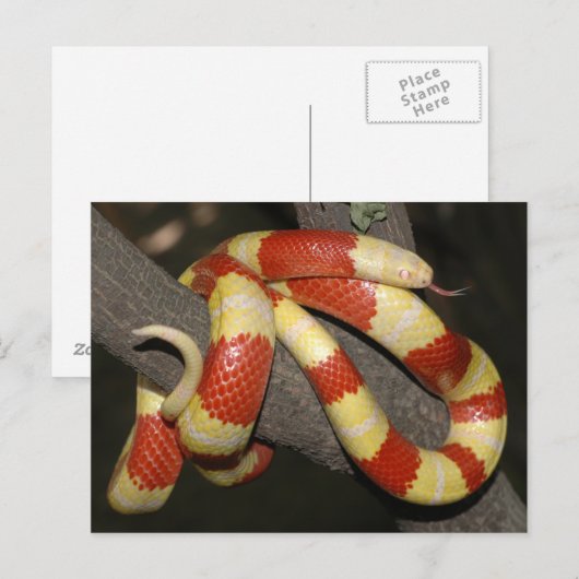 Milchschlange Postkarte (Vorne/Hinten)