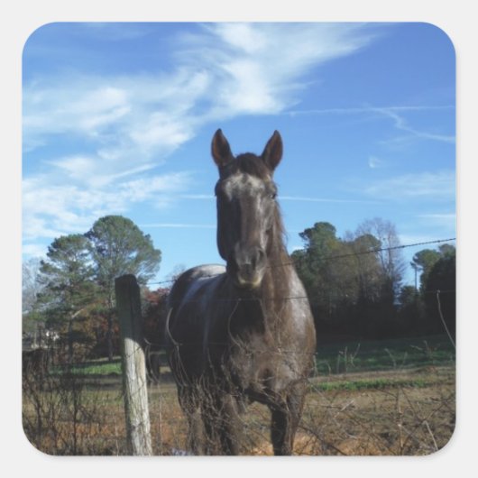 Milchschokolade Braunes Pferd in Blau Quadratischer Aufkleber (Vorderseite)