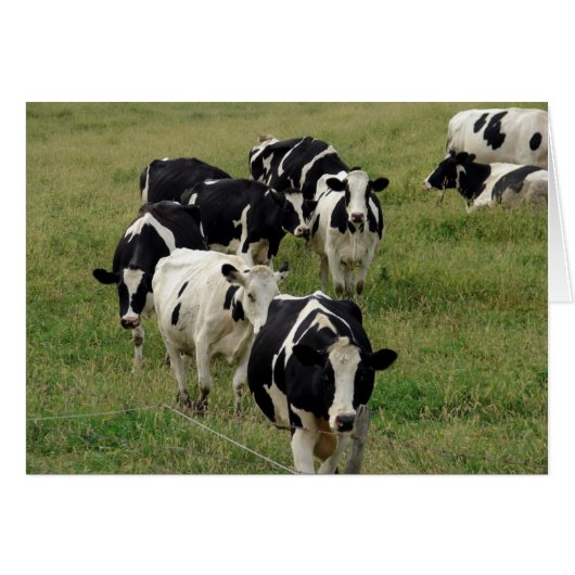 Milchviehweiden Jeden Anlaß Leere Gruß (Vorderseite (Horizontal))