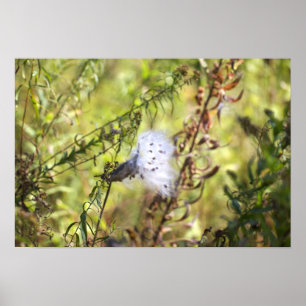 Milchweed-Fotoplakat Poster