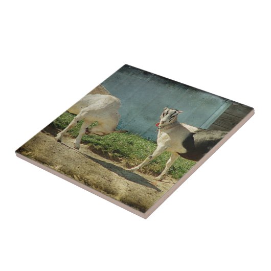 Milchziegen Fliese (Seite)