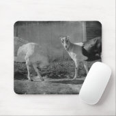 Milchziegen in schwarz-weiß mousepad (Mit Mouse)