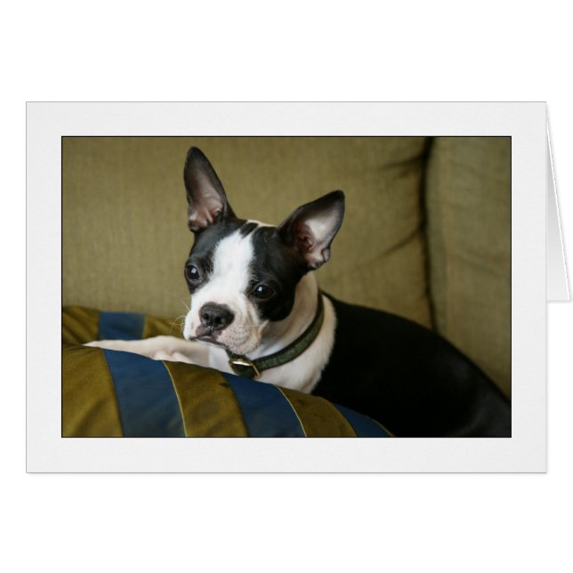 Miley der Boston Terrier Puppy (Vorderseite (Horizontal))