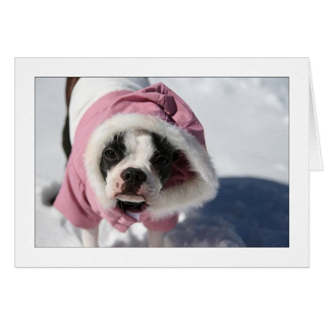 Miley im Schnee (Vorderseite (Horizontal))