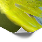 Militärische Ara (Ara militaris) CAPTIVE. Amazon Poster (Ecke)