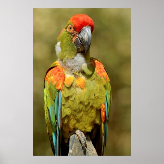 Militärisches Rüstzeug schließen Poster (Vorne)