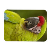 Militärpolizei Magnet (Horizontal)