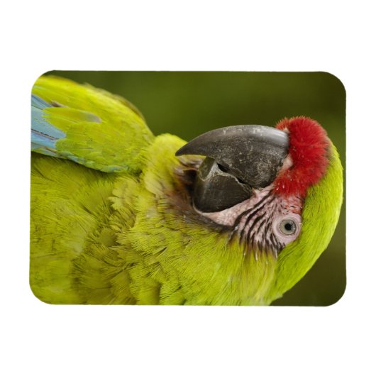 Militärpolizei Magnet (Horizontal)