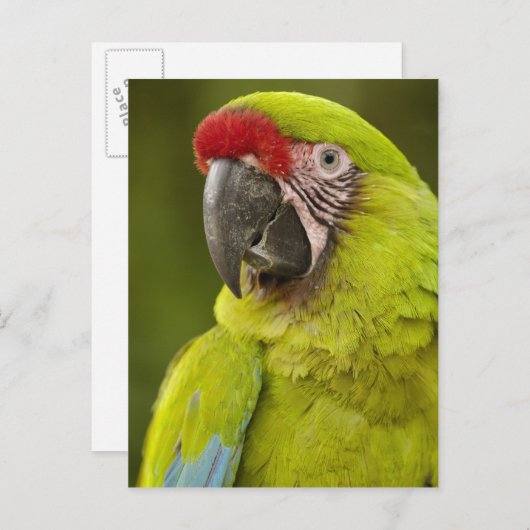 Militärpolizei Postkarte (Vorne/Hinten)