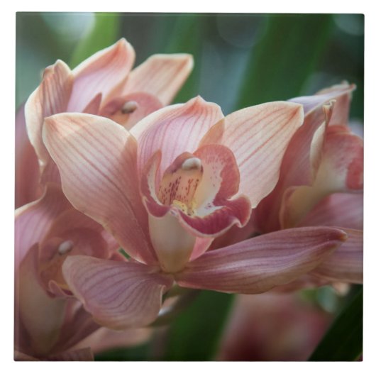 Milk Tee Orchid Fliese (Vorderseite)
