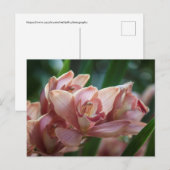 Milk Tee Orchid Postkarte (Vorne/Hinten)