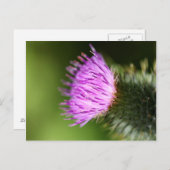 Milk Thistle Lila Wildblume Postkarte (Vorne/Hinten)