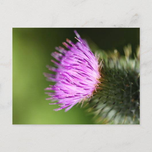 Milk Thistle Lila Wildblume Postkarte (Vorderseite)