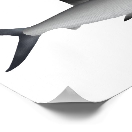 Milkfish Magnet Poster (Ecke)