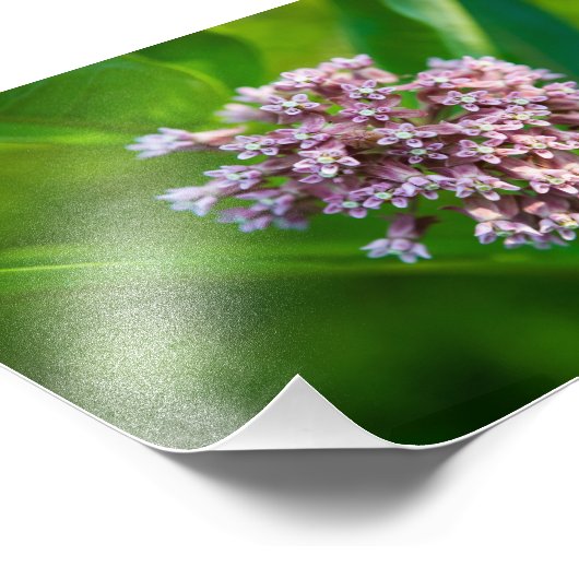 Milkwede — fotodruck (Ecke)