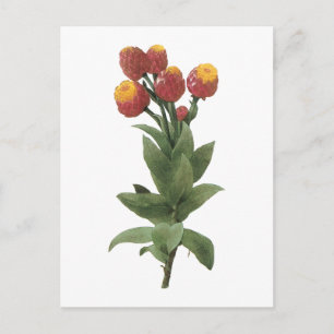 Milkweed (Astelma eximium) von Redouté Postkarte