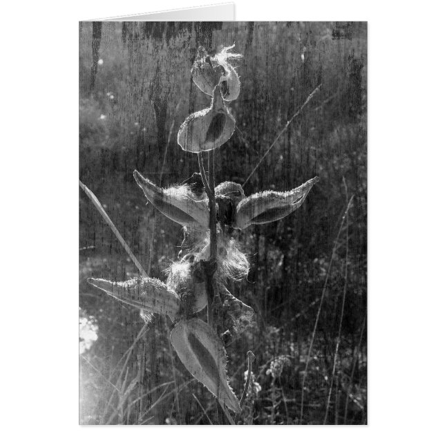 Milkweed Black and White Grunge (Vorne)