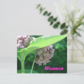 Milkweed Blooms Postkarte (Stehend Vorderseite)