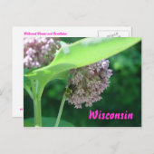 Milkweed Blooms Postkarte (Vorne/Hinten)