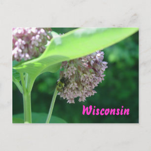 Milkweed Blooms Postkarte