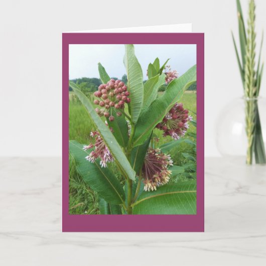 Milkweed-Blumen im Regen-freien Raum Notecard Karte (Vorderseite)