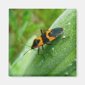 Milkweed Bug Magnet (Vorne)