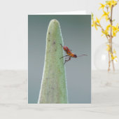 Milkweed Bug Nyph Karte (Gelbe Blume)