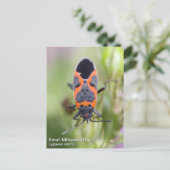 Milkweed Bug Postkarte (Stehend Vorderseite)