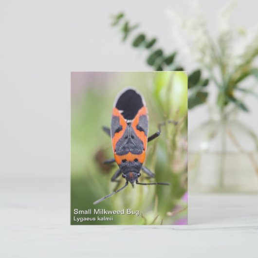 Milkweed Bug Postkarte (Stehend Vorderseite)