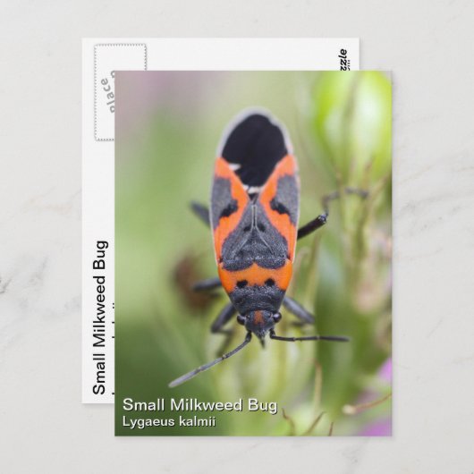 Milkweed Bug Postkarte (Vorne/Hinten)