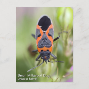 Milkweed Bug Postkarte