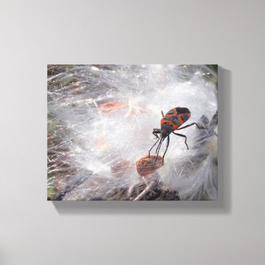 Milkweed Bug über Milkweed Leinwanddruck (Vorderseite)