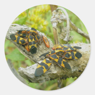 Milkweed Bugs Familie #1 Stickers
