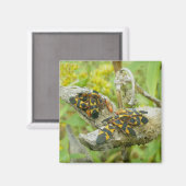 Milkweed Bugs Family #1 Magnet (Vorderseite/Rückseite)