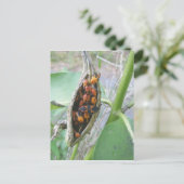 Milkweed Bugs Postkarte (Stehend Vorderseite)