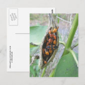Milkweed Bugs Postkarte (Vorne/Hinten)