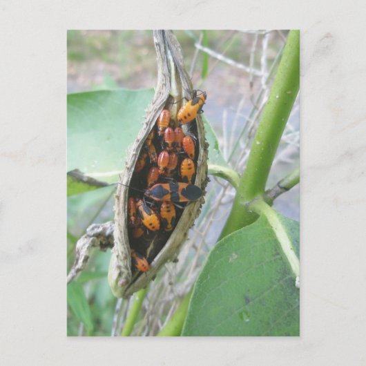 Milkweed Bugs Postkarte (Vorderseite)
