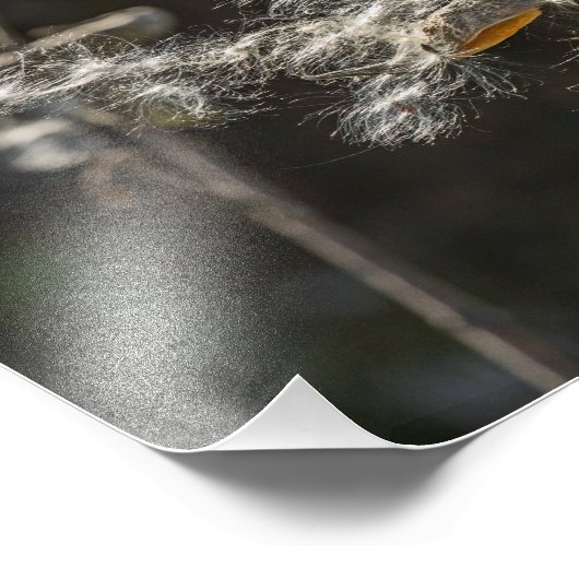 Milkweed Fotodruck (Ecke)