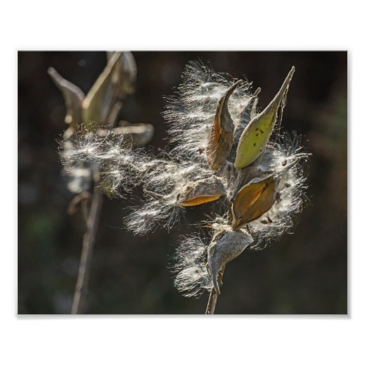 Milkweed Fotodruck (Vorne)