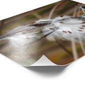 Milkweed Gone to Seed Fotodruck (Ecke)