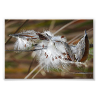 Milkweed Gone to Seed Fotodruck