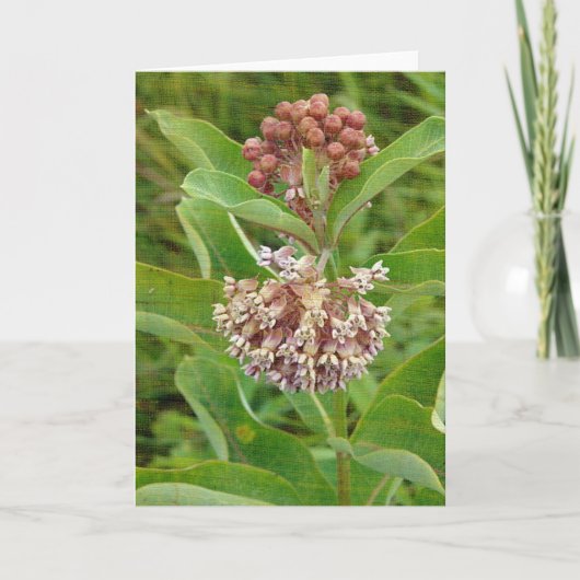 Milkweed is Pretty Karte (Vorderseite)