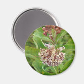 Milkweed ist Hübsch Magnet (Vorderseite/Rückseite)