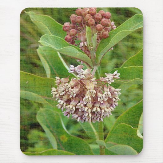 Milkweed ist Hübsch Mousepad (Vorne)