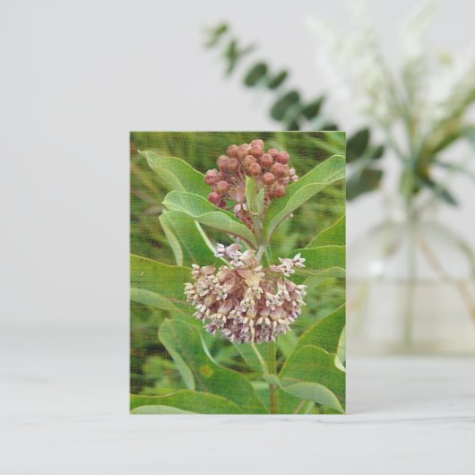 Milkweed ist Hübsch Postkarte (Stehend Vorderseite)