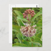 Milkweed ist Hübsch Postkarte (Vorne/Hinten)