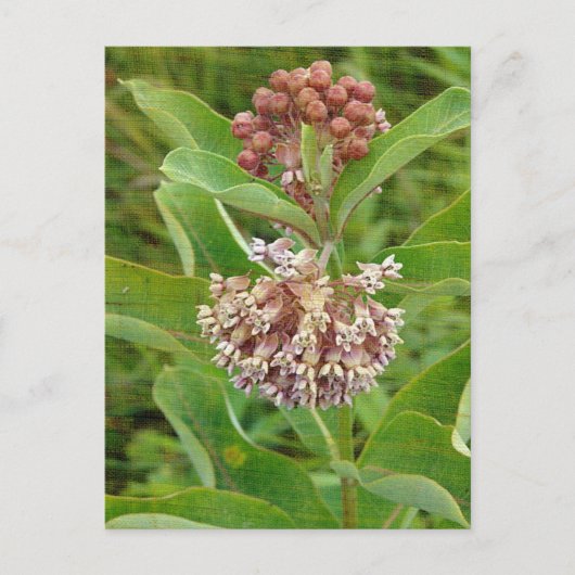 Milkweed ist Hübsch Postkarte (Vorderseite)