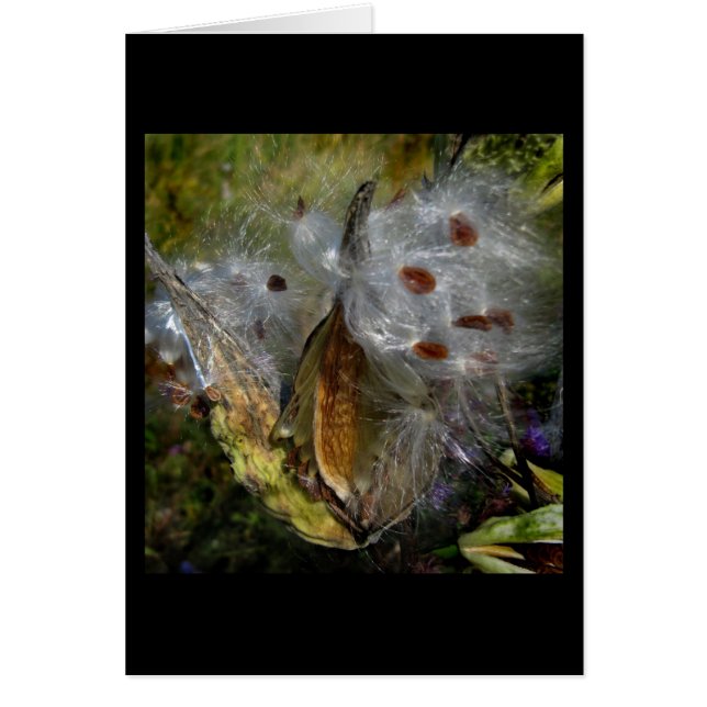 Milkweed Pod Frenzy (Vorne)