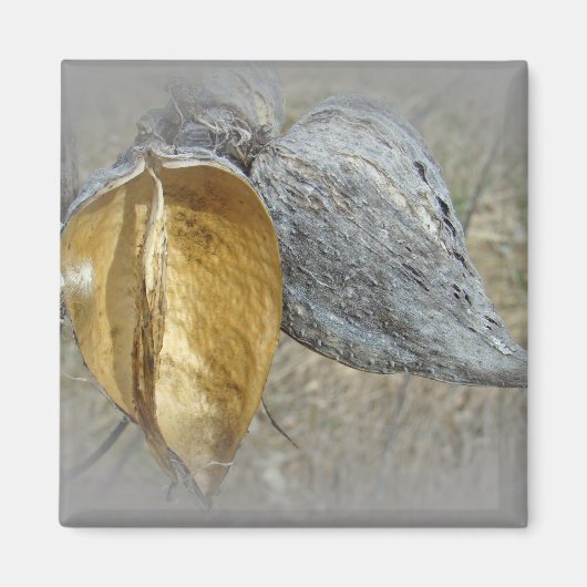 Milkweed Pods Magnet (Vorne)