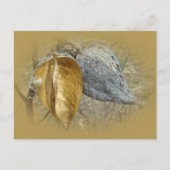 Milkweed Pods Postkarte (Vorderseite)